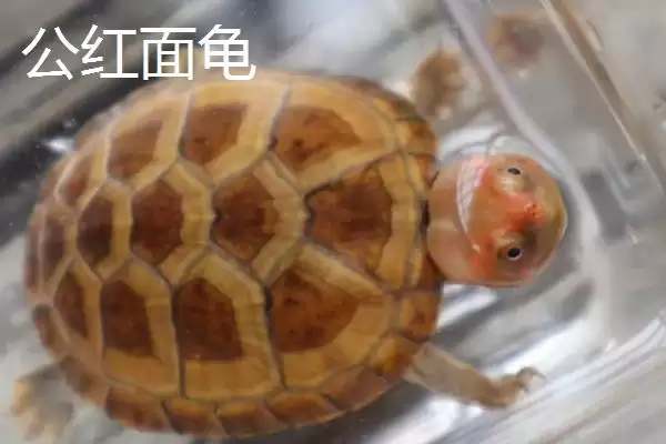 红面龟如何区分公母呢,红面龟可通过尾巴和泄殖孔位置区分公母吗插图1 红面龟如何区分公母呢,红面龟可通过尾巴和泄殖孔位置区分公母吗插图1
