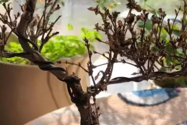 六月雪换盆后的恢复时间 ,六月雪换盆后一周能恢复的原因?插图4 六月雪换盆后的恢复时间 ,六月雪换盆后一周能恢复的原因?插图4