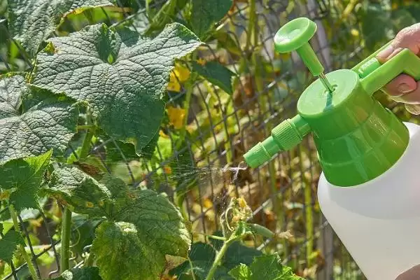 氰霜唑防治对象全解：番茄晚疫病、黄瓜西瓜疫病等插图5