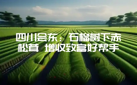 四川会东:石榴树下赤松茸 增收致富好帮手-会东网