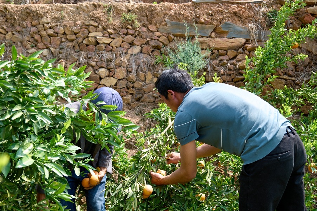 会东:金沙江畔的“金果果”助力乡村振兴-会东网