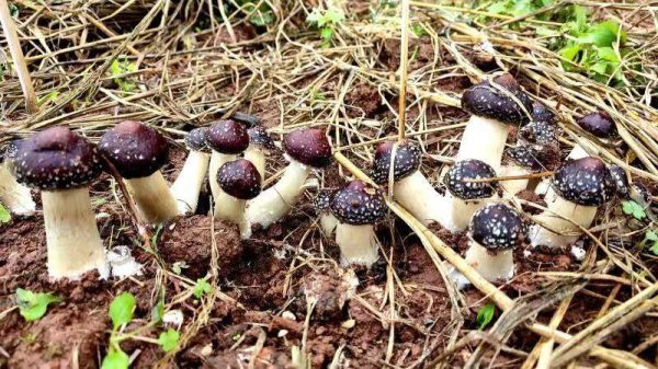 四川会东:石榴树下赤松茸 增收致富好帮手插图 四川会东:石榴树下赤松茸 增收致富好帮手插图