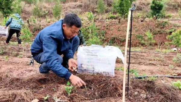 四川会东:石榴树下赤松茸 增收致富好帮手插图1 四川会东:石榴树下赤松茸 增收致富好帮手插图1