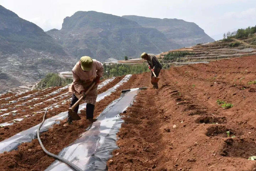 会东烤烟介绍?会东是凉山烤烟第一大县!插图 会东烤烟介绍?会东是凉山烤烟第一大县!插图