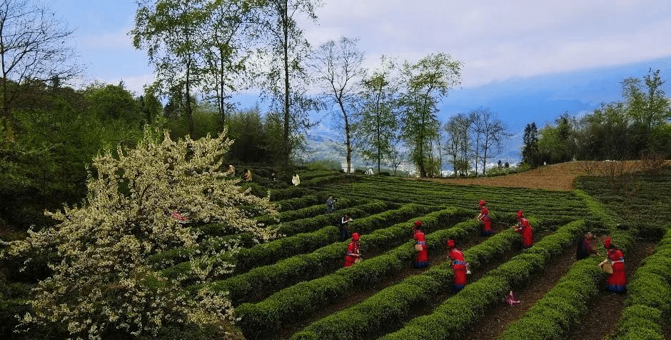 川颠明珠,舌尖上的美食美味-会东网