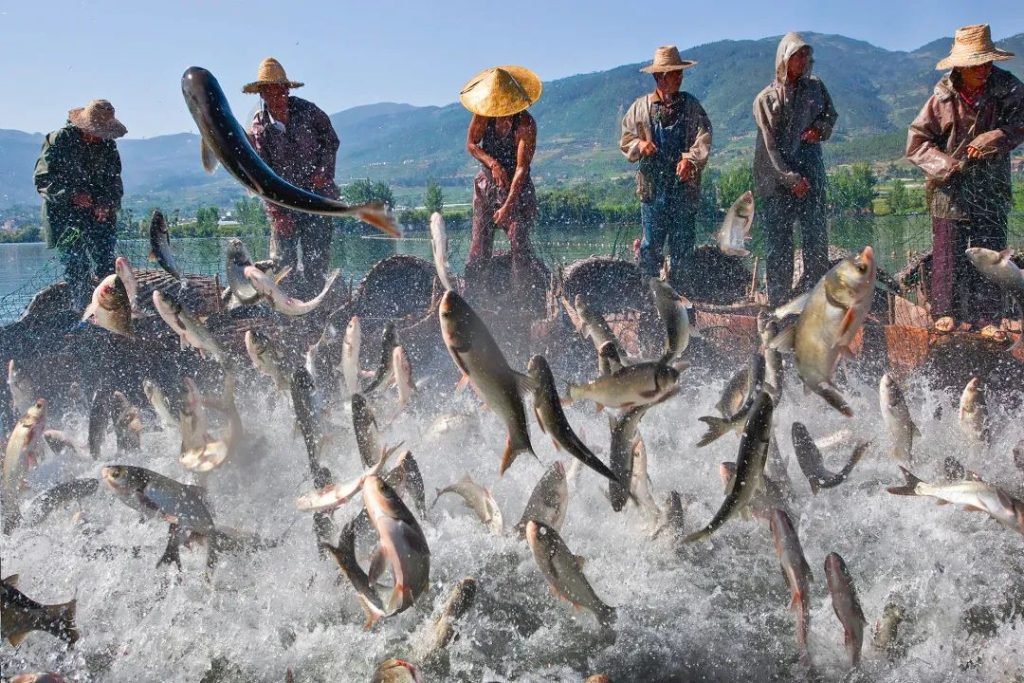 川颠明珠,舌尖上的美食美味插图7 川颠明珠,舌尖上的美食美味插图7