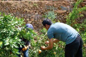 四川凉山州会东县？插图2