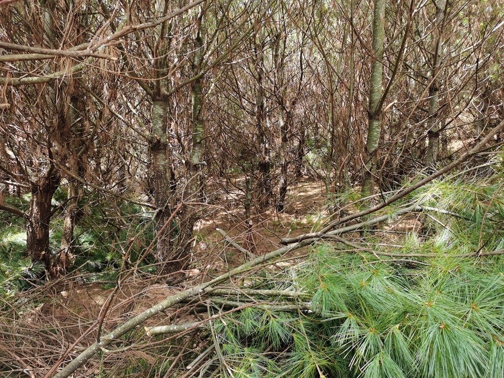 会东特产华山松插图 会东特产华山松插图