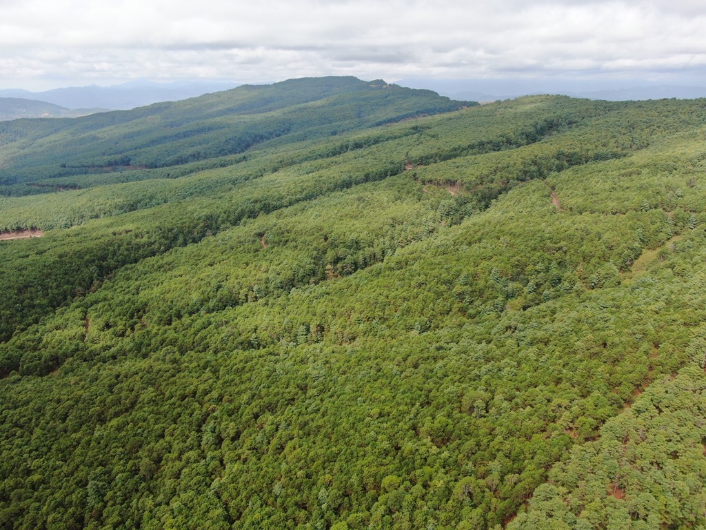 会东特产华山松插图1 会东特产华山松插图1