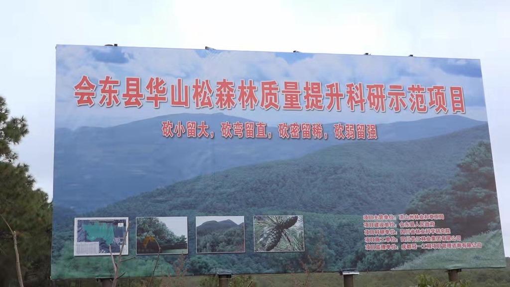 会东特产华山松插图2 会东特产华山松插图2