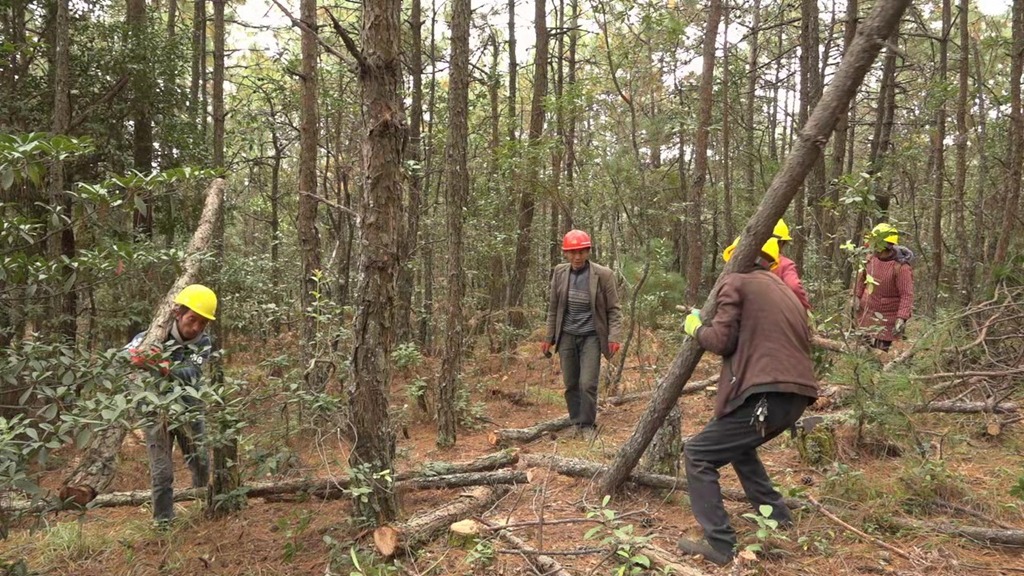 会东特产华山松插图3 会东特产华山松插图3
