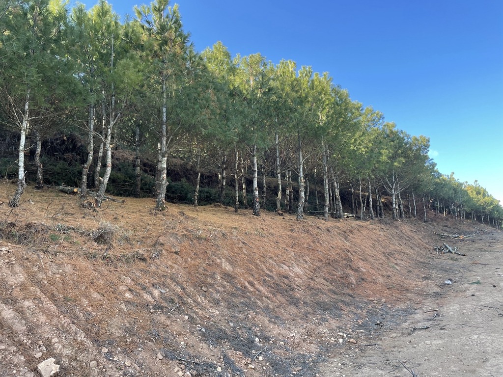 会东特产华山松插图4 会东特产华山松插图4