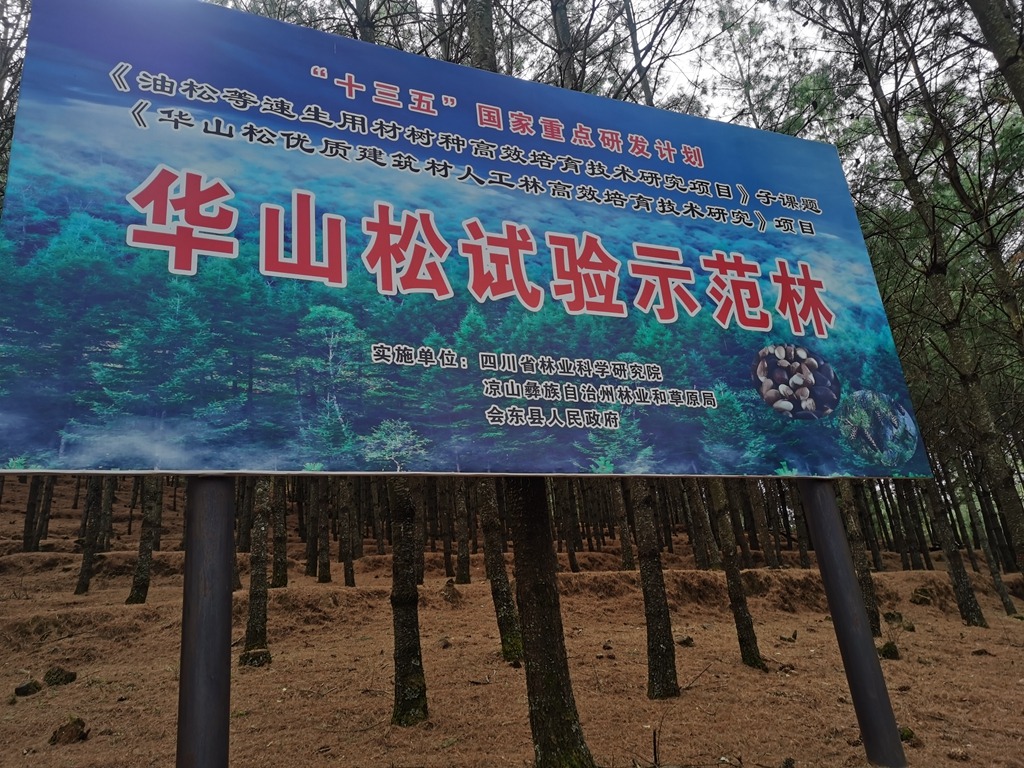 会东特产华山松插图5 会东特产华山松插图5