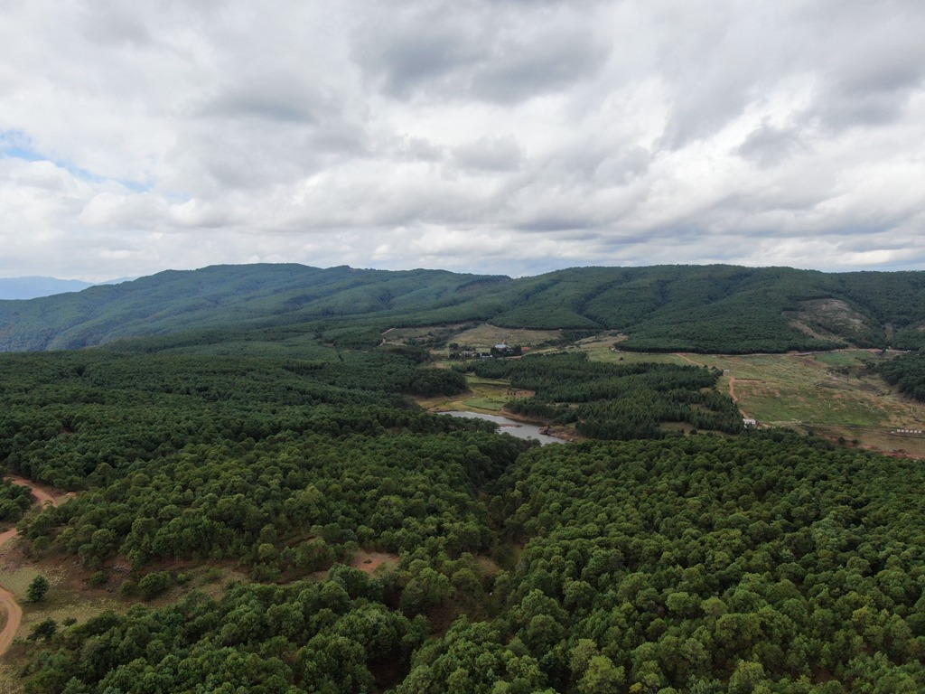 会东特产华山松插图6 会东特产华山松插图6