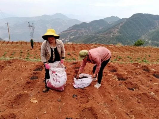 会东县青山村:人勤春来早 农时备耕忙插图 会东县青山村:人勤春来早 农时备耕忙插图