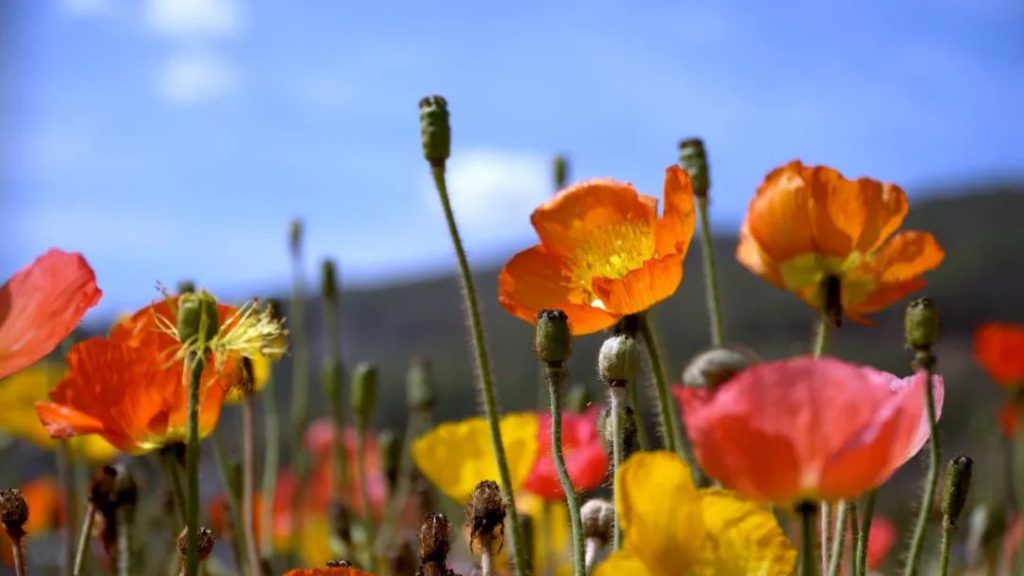 会理、会东联合开展“喜迎二十大,永远跟党走”主题党日活动插图 会理、会东联合开展“喜迎二十大,永远跟党走”主题党日活动插图