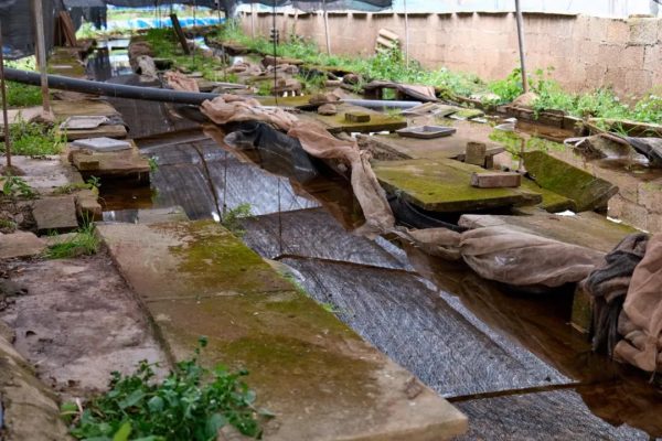 会东养蛙人:返乡农民工王世录插图2 会东养蛙人:返乡农民工王世录插图2