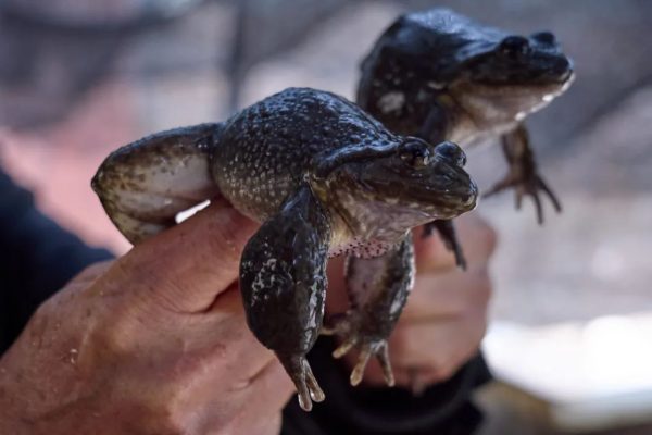 会东养蛙人:返乡农民工王世录插图4 会东养蛙人:返乡农民工王世录插图4