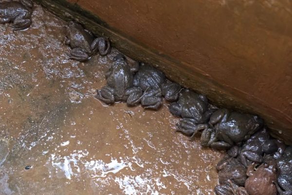 会东养蛙人:返乡农民工王世录插图5 会东养蛙人:返乡农民工王世录插图5