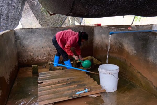 会东养蛙人:返乡农民工王世录插图6 会东养蛙人:返乡农民工王世录插图6