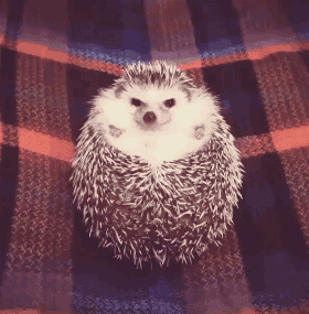 舌尖上的会东人在会东飘,美食少不了!插图 舌尖上的会东人在会东飘,美食少不了!插图