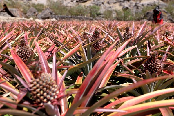 川滇明珠,会东第一家凤梨(试验)基地-会东网
