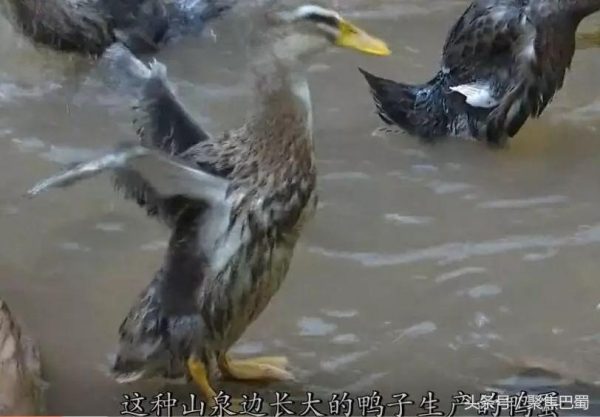 会东嘎吉镇特色美食插图1 会东嘎吉镇特色美食插图1