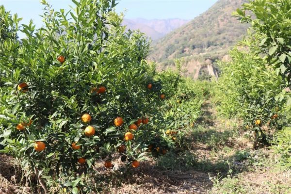 川滇明珠网,金果果盛装-会东网