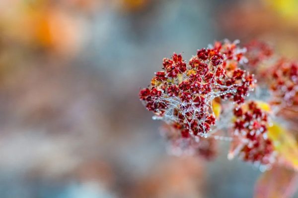 川滇明珠|会东寻幽探胜浓霜如雪-会东网