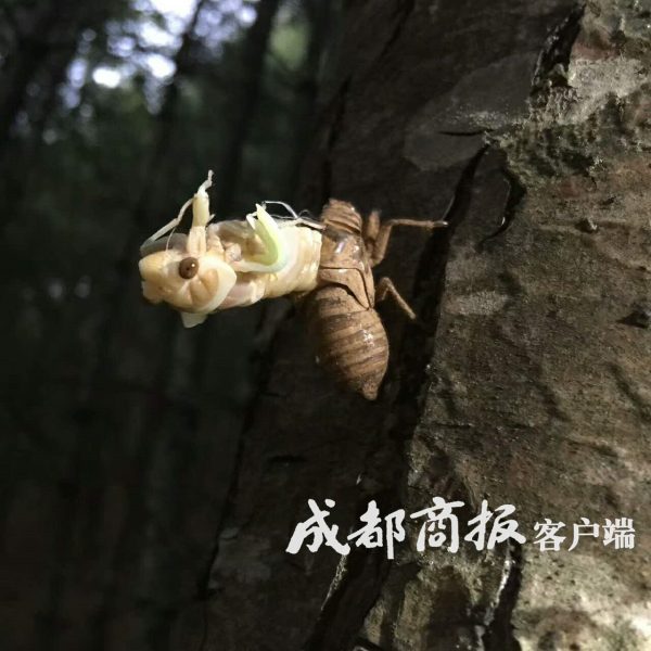 一盘卖到120月赚数千元凉山会东男女老少上山抓“唐僧肉”插图1 一盘卖到120月赚数千元凉山会东男女老少上山抓“唐僧肉”插图1