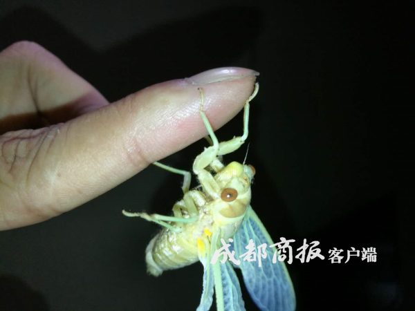 一盘卖到120月赚数千元凉山会东男女老少上山抓“唐僧肉”插图9 一盘卖到120月赚数千元凉山会东男女老少上山抓“唐僧肉”插图9