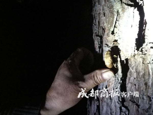 一盘卖到120月赚数千元凉山会东男女老少上山抓“唐僧肉”插图7 一盘卖到120月赚数千元凉山会东男女老少上山抓“唐僧肉”插图7