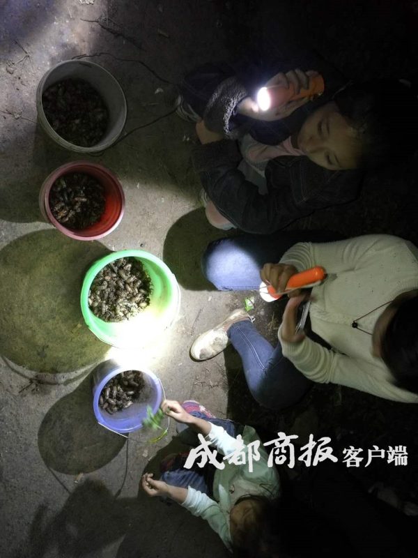 一盘卖到120月赚数千元凉山会东男女老少上山抓“唐僧肉”插图12 一盘卖到120月赚数千元凉山会东男女老少上山抓“唐僧肉”插图12