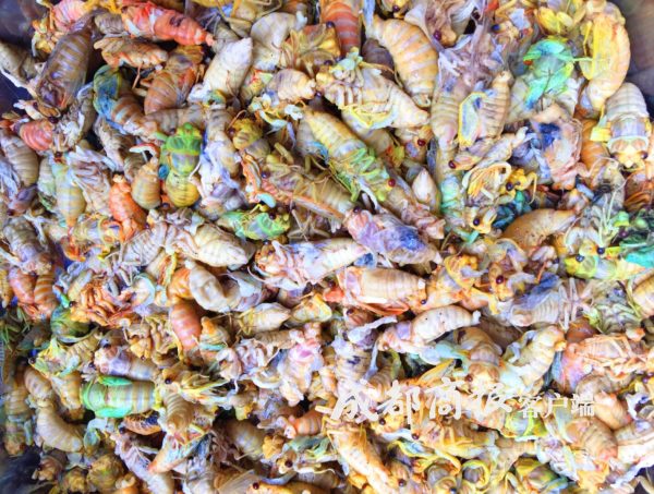 一盘卖到120月赚数千元凉山会东男女老少上山抓“唐僧肉”插图3 一盘卖到120月赚数千元凉山会东男女老少上山抓“唐僧肉”插图3