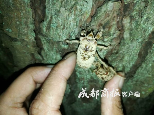 一盘卖到120月赚数千元凉山会东男女老少上山抓“唐僧肉”插图8 一盘卖到120月赚数千元凉山会东男女老少上山抓“唐僧肉”插图8