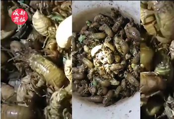 一盘卖到120月赚数千元凉山会东男女老少上山抓“唐僧肉”插图 一盘卖到120月赚数千元凉山会东男女老少上山抓“唐僧肉”插图