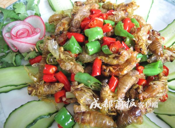 一盘卖到120月赚数千元凉山会东男女老少上山抓“唐僧肉”插图2 一盘卖到120月赚数千元凉山会东男女老少上山抓“唐僧肉”插图2