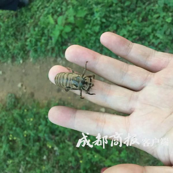 一盘卖到120月赚数千元凉山会东男女老少上山抓“唐僧肉”插图14 一盘卖到120月赚数千元凉山会东男女老少上山抓“唐僧肉”插图14