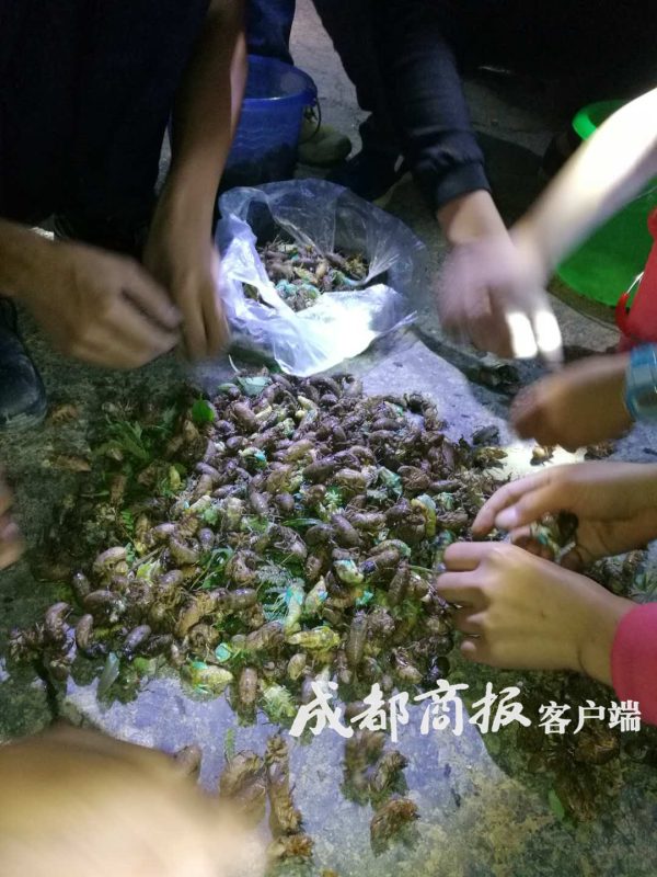 一盘卖到120月赚数千元凉山会东男女老少上山抓“唐僧肉”插图15 一盘卖到120月赚数千元凉山会东男女老少上山抓“唐僧肉”插图15