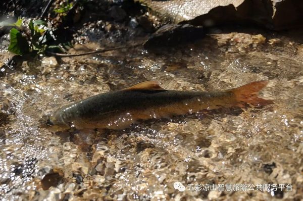 会东必吃美食你都品尝过了吗？插图7