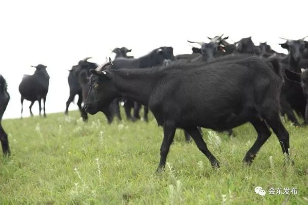 会东县第二届“双黑”美食节之美食篇-会东网