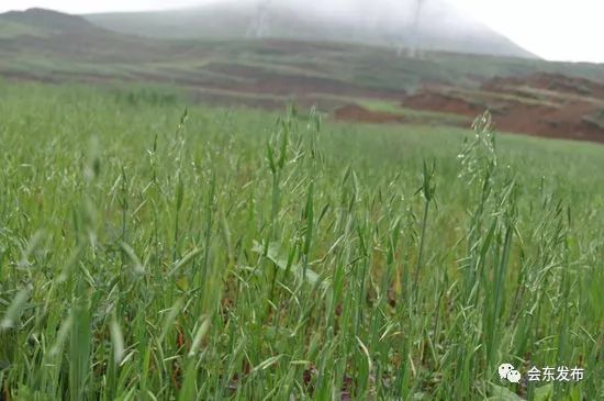 会东县第二届“双黑”美食节之美食篇插图23