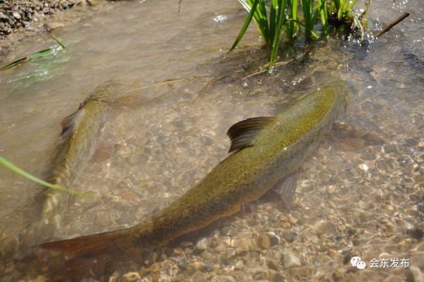 会东县第二届“双黑”美食节之美食篇插图11