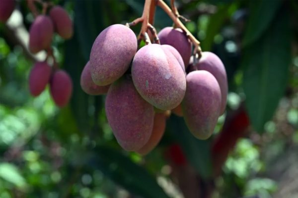 川滇明珠会东网:跑好新时代川滇明珠的建设-会东网