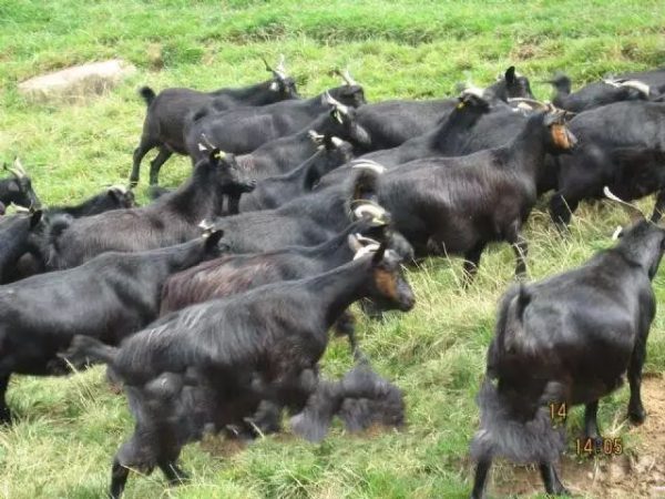 会东小城的美食刷爆了朋友圈!插图14 会东小城的美食刷爆了朋友圈!插图14