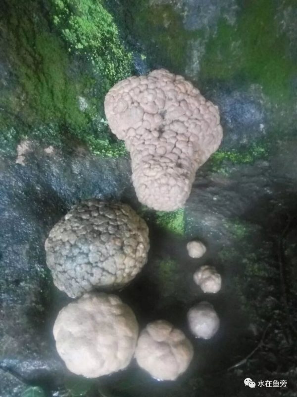 川滇明珠会东县有一个小张家界——仙人山插图3