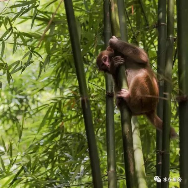 川滇明珠会东县有一个小张家界——仙人山插图5