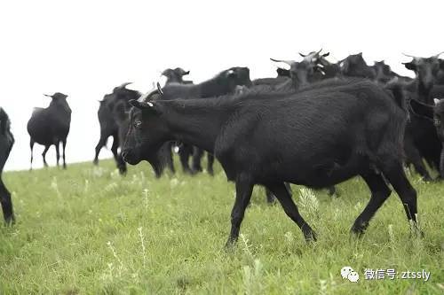 约吗?赏蜀风滇韵品黑山羊美食会东县首届黑山羊美食节即将隆重开启插图1 约吗?赏蜀风滇韵品黑山羊美食会东县首届黑山羊美食节即将隆重开启插图1
