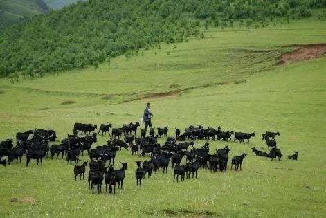 会东新闻资讯：凉山州农商银行会东支行战略定位插图7