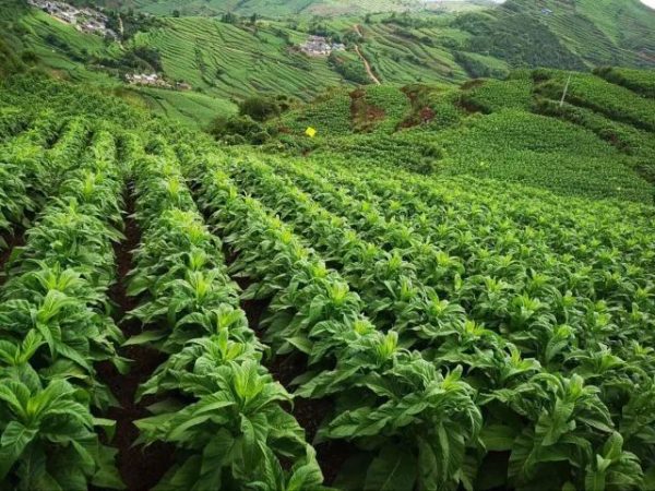 会东新闻资讯：凉山州农商银行会东支行战略定位插图17